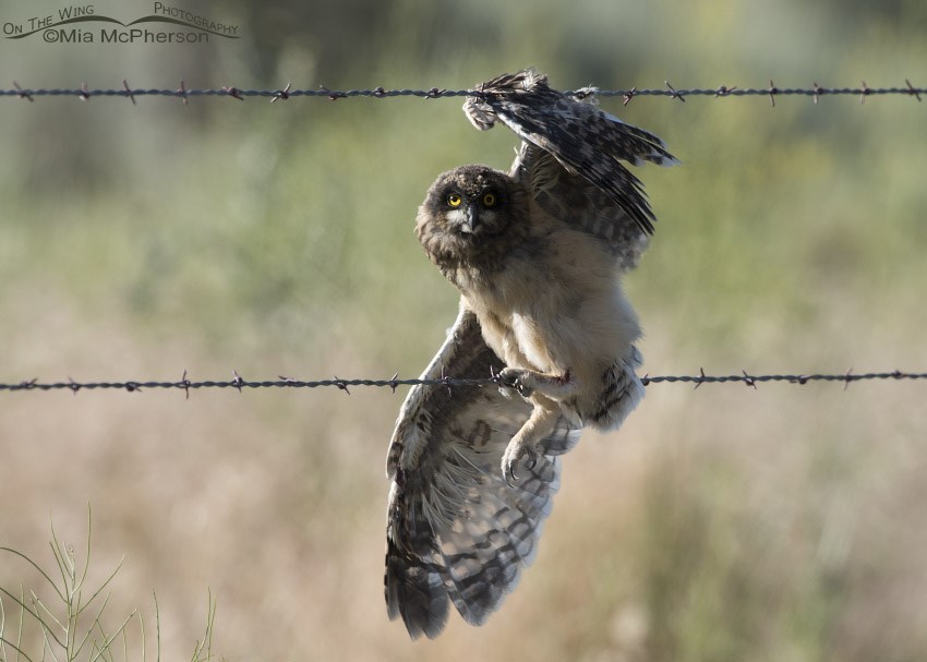 Electric - Wildlife Friendly Fencing