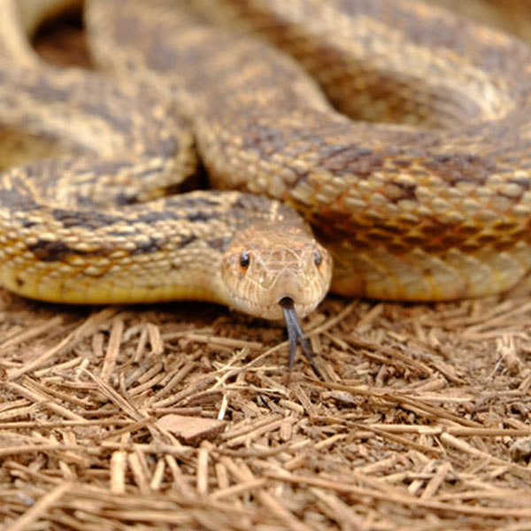 Central Oregon Snakes – Think Wild – Wildlife Hospital and Conservation  Center