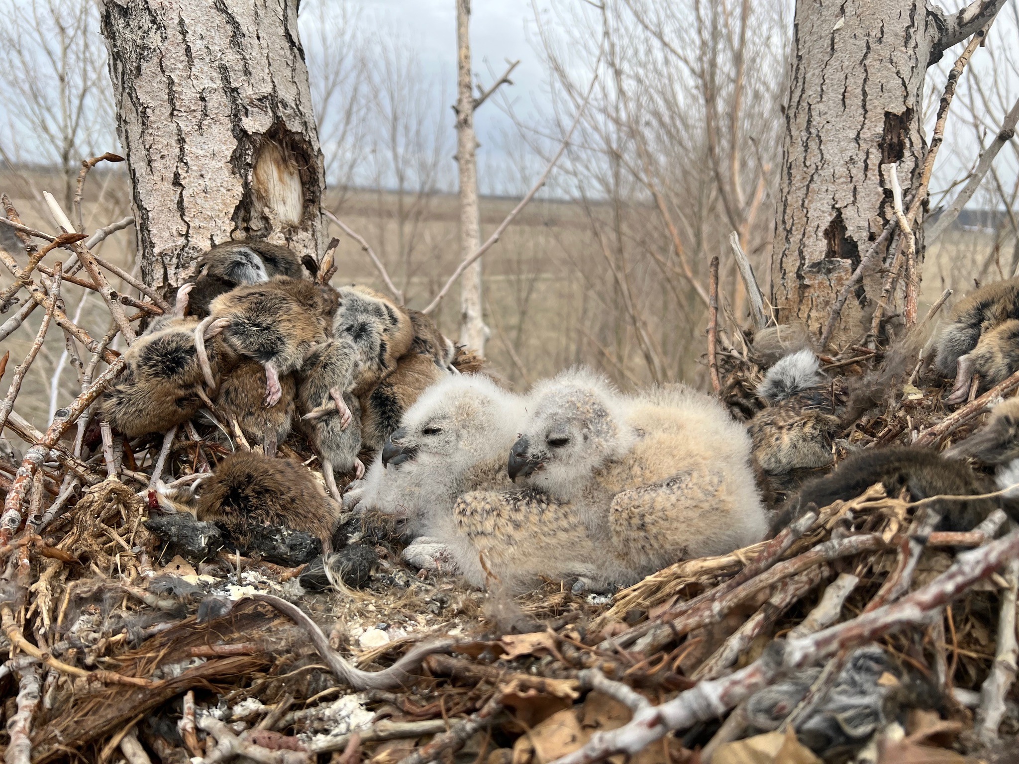 Think Wild and Sunriver Nature Center Team Up to Rescue Great Horned