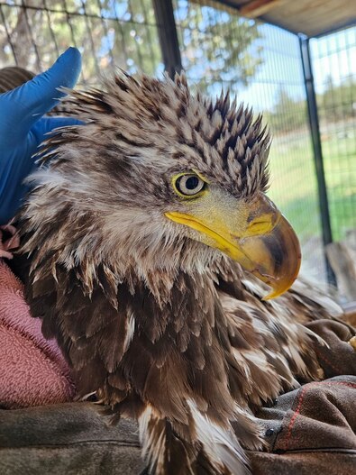 juvenile bald eagle lead poisoning